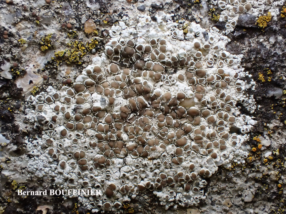 Lecanora campestris subsp. campestris morpho campestris forme sur béton.